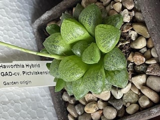 Haworthia Hybrid.jpg